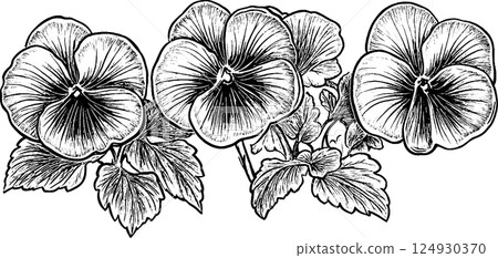 Three Pansy Flowers Illustration 124930370