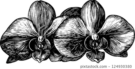 Elegant Black and White Orchid Illustration 124930380