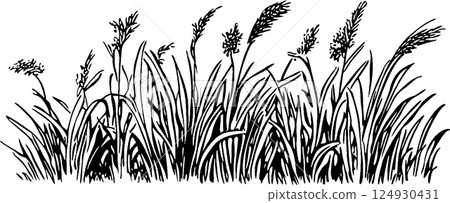 Stylized Black and White Grass Illustration Stylized Black and White Grass Illustration 124930431