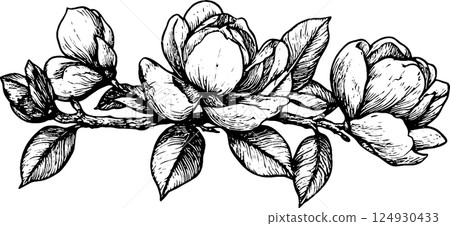 Black and White Magnolia Flower Illustration 124930433