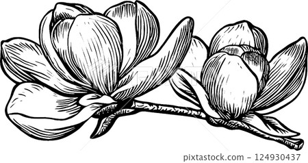 Illustration of Magnolia Flowers on a Branch Illustration of Magnolia Flowers on a Branch 124930437