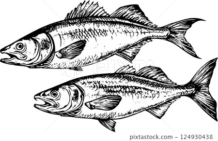 Realistic Illustrations of Two Fish Realistic Illustrations of Two Fish 124930438