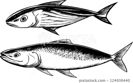 Illustration of Two Types of Fish Illustration of Two Types of Fish 124930440