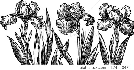 A detailed black and white illustration of three iris flowers with long green leaves. The flowers are depicted in a realistic style, showcasing their intricate petals and structure. A detailed black and white illustration of three iris flowers with long green leaves. The flowers are depicted in a realistic style, showcasing their intricate petals and structure. 124930473