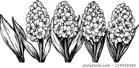 A detailed black and white illustration of multiple clusters of flowers with broad leaves. The flowers are densely packed, showcasing intricate petal designs and textures. A detailed black and white illustration of multiple clusters of flowers with broad leaves. The flowers are densely packed, showcasing intricate petal designs and textures. 124930480