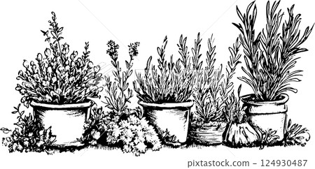 A collection of potted herbs and plants, including thyme, rosemary, and lavender, illustrated in a detailed black and white sketch style. A collection of potted herbs and plants, including thyme, rosemary, and lavender, illustrated in a detailed black and white sketch style. 124930487