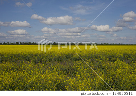 Yellow rapeseed field in the field and picturesque sky with white clouds. Blooming yellow canola flower meadows. Rapeseed crop in Ukraine 124930511