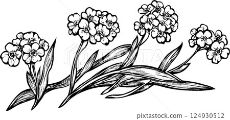 A detailed black and white illustration of flowering plants with clusters of small flowers and long leaves, showcasing intricate line work and botanical design. 124930512
