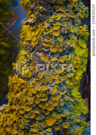 texture of yellow-blue mushrooms mycelium close-up yellow-blue background 124930520