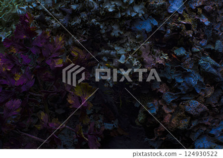 macro photography texture of dried colorful flowers in dramatic style 124930522