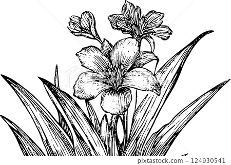 A detailed black and white illustration of flowers with long leaves, showcasing a prominent bloom and smaller blossoms in the background. A detailed black and white illustration of flowers with long leaves, showcasing a prominent bloom and smaller blossoms in the background. 124930541