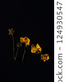 concept made from yellow flowers on black background 124930547
