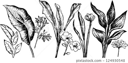 A collection of hand-drawn botanical illustrations featuring various leaves and flowers. The design showcases intricate details of each plant, emphasizing their unique shapes and textures. 124930548