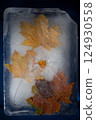 autumn yellow leaves in ice on a blue background 124930558