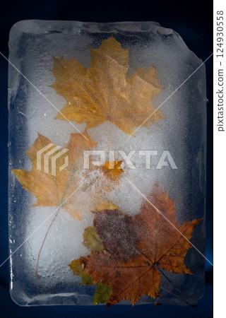 autumn yellow leaves in ice on a blue background 124930558
