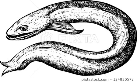 An illustration of an eel, showcasing its elongated body and distinct features. The eel is depicted in a detailed, vintage style, emphasizing its smooth texture and fins. An illustration of an eel, showcasing its elongated body and distinct features. The eel is depicted in a detailed, vintage style, emphasizing its smooth texture and fins. 124930572