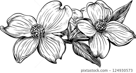 A detailed black and white illustration of two dogwood flowers with leaves, showcasing intricate line work and shading. 124930573