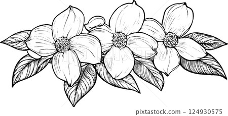 A detailed black and white illustration of three flowers with large petals and round centers, surrounded by leaves. The flowers are arranged in a horizontal composition, showcasing intricate line work 124930575