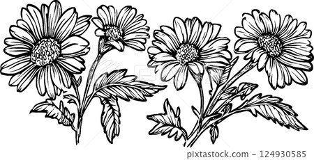 Black and White Daisy Flower Illustration 124930585