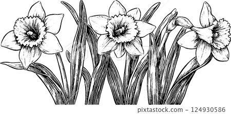 Black and White Daffodil Illustration 124930586