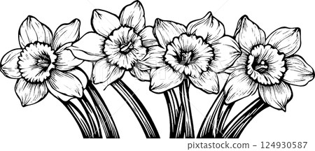 Illustration of Four Daffodil Flowers in Black and White Illustration of Four Daffodil Flowers in Black and White 124930587