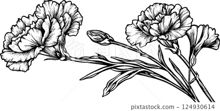 Black and White Illustration of Carnation Flowers 124930614