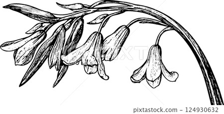 Black and White Illustration of a Flowering Plant Black and White Illustration of a Flowering Plant 124930632