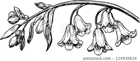 Intricate Black and White Flower Illustration Intricate Black and White Flower Illustration 124930634