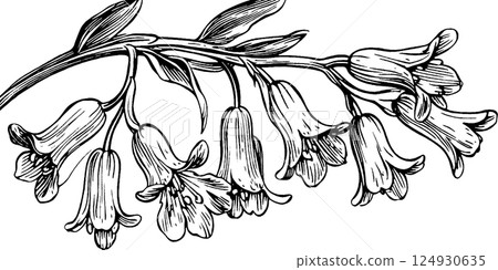 Black and White Illustration of Bell-Shaped Flowers Black and White Illustration of Bell-Shaped Flowers 124930635