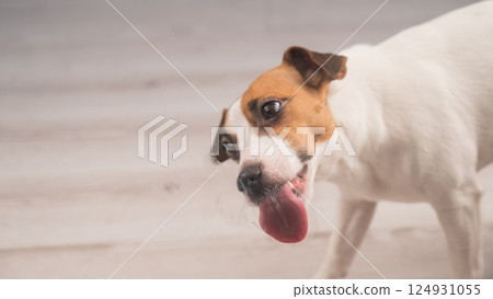 Jack Russell Terrier Dog Licking Glass. Jack Russell Terrier Dog Licking Glass. 124931055