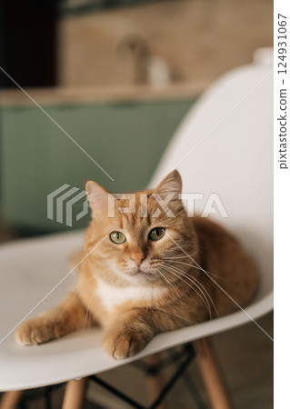 Vertical portrait of ginger cat resting comfortably on white chair, basking in warm sunlight within modern minimalist living space, radiating peaceful domestic contentment, looking at camera. 124931067