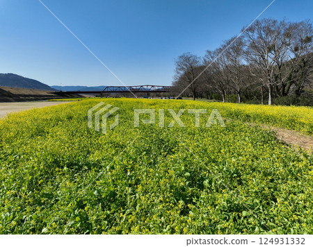 Rape blossoms in the riverbed in front of the field, Ozu City, Ehime Prefecture Rape blossoms in the riverbed in front of the field, Ozu City, Ehime Prefecture 124931332