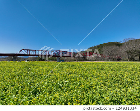 Rape blossoms in the riverbed in front of the field, Ozu City, Ehime Prefecture Rape blossoms in the riverbed in front of the field, Ozu City, Ehime Prefecture 124931334