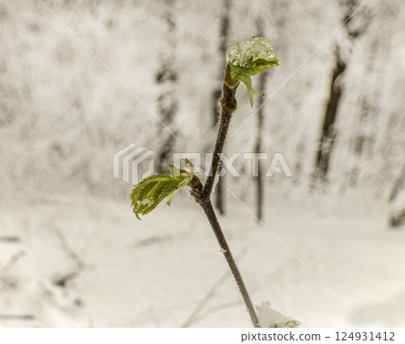 Snowy spring and fresh foliage on a maple branch 124931412