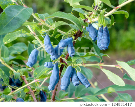 Honeysuckle berries on a bush. Blue berry. 124931417