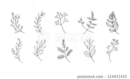 A hand-sketched botanical element with light, airy strokes and natural flow. 124931435