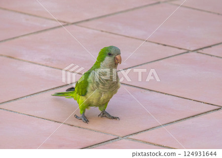 A vibrant green parrot stands on a pale pink tiled surface, its feathers gleaming in the sunlight. A captivating close-up. 124931644