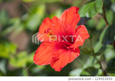 Vibrant red hibiscus flower in full bloom, showcasing its intricate details and rich color against a blurred green background. Vibrant red hibiscus flower in full bloom, showcasing its intricate details and rich color against a blurred green background. 124931650