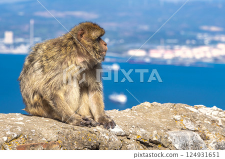 Monkey on Gibraltar, British Overseas Territory and city on the Iberian Peninsula. Barbary macaque sits on a rock overlooking a vibrant blue sea and distant cityscape. Monkey on Gibraltar, British Overseas Territory and city on the Iberian Peninsula. Barbary macaque sits on a rock overlooking a vibrant blue sea and distant cityscape. 124931651