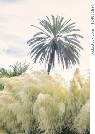 The Historical Botanical Garden La Concepcion in Malaga city at Andalusia, Spain, Europe. Creamy pampas grass in the foreground with a palm tree in the background under a soft sky. 124931656