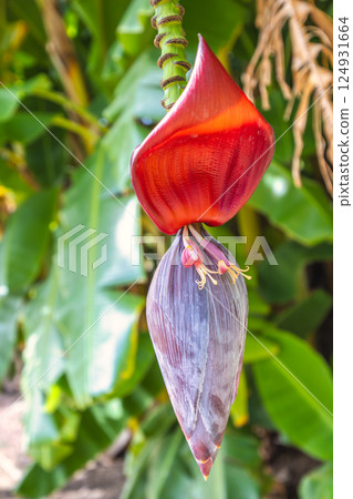 The Historical Botanical Garden La Concepcion in Malaga city at Andalusia, Spain, Europe. Vibrant banana blossom hanging from its plant, showcasing its striking red and purple hues. 124931664