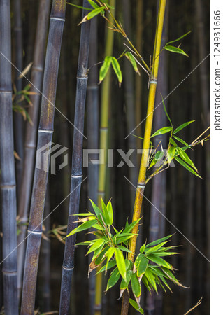 The Historical Botanical Garden La Concepcion in Malaga city at Andalusia, Spain, Europe. Close-up of vibrant green bamboo shoots emerging from dark bamboo stalks. 124931666