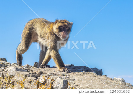 Monkey on Gibraltar, British Overseas Territory and city on the Iberian Peninsula. Barbary macaque walking on rocks against a clear blue sky. A wild primate in its natural habitat. 124931692