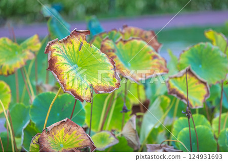 The Historical Botanical Garden La Concepcion in Malaga city at Andalusia, Spain, Europe. Close-up of aging lotus leaves displaying a spectrum of green, yellow, and brown hues. 124931693