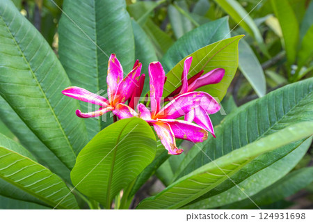 The Historical Botanical Garden La Concepcion in Malaga city at Andalusia, Spain, Europe. Vibrant pink flowers bloom amongst lush green foliage. 124931698