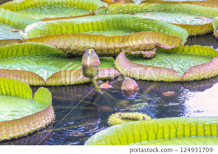 The Historical Botanical Garden La Concepcion in Malaga city at Andalusia, Spain, Europe. Giant water lilies in bloom, serene pond scene. 124931709