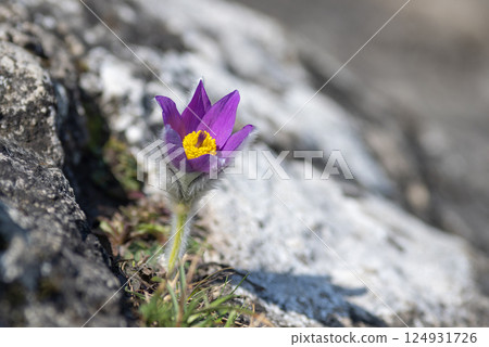 Pulsatilla grandis, the greater pasque flower. A vibrant purple flower with a yellow center, photographed in a rocky landscape. The flower is delicate and eye-catching. Pulsatilla grandis, the greater pasque flower. A vibrant purple flower with a yellow center, photographed in a rocky landscape. The flower is delicate and eye-catching. 124931726