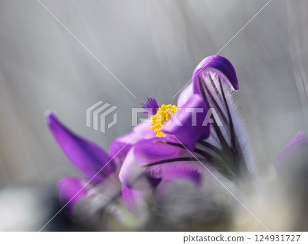 Pulsatilla grandis, the greater pasque flower. Close-up of a purple flower with a bright yellow center, soft petals, and a delicate, blurry background emphasizing its vibrant colors. 124931727