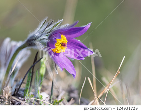 Pulsatilla grandis, the greater pasque flower. Dreamy pasqueflower's gentle purple petals and sunlit yellow center, surrounded by soft, blurred background, inviting nature's calm. Pulsatilla grandis, the greater pasque flower. Dreamy pasqueflower's gentle purple petals and sunlit yellow center, surrounded by soft, blurred background, inviting nature's calm. 124931729