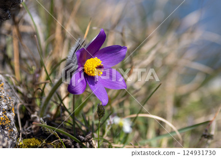 Pulsatilla grandis, the greater pasque flower. Purple flower with a yellow center, standing out against a grassy, natural background, bathed in soft sunlight. Pulsatilla grandis, the greater pasque flower. Purple flower with a yellow center, standing out against a grassy, natural background, bathed in soft sunlight. 124931730